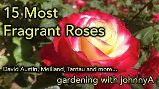 15 Most Fragrant Roses - David Austin, Meilland, Tantau and others