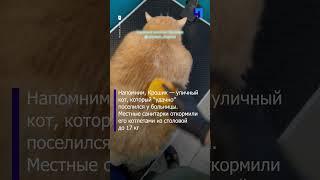 Знаменитый кот Крошик из Перми похудел на 2 кг за месяц