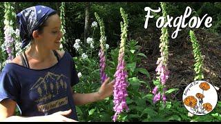 Foxglove (Ep. 5) - Botany with Brit