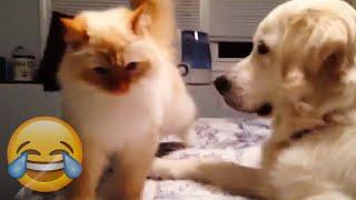 Angry Cats Vs Funny Dogs - Cats Vs Dogs Compilation - Try Not To Laugh || PETASTIC 