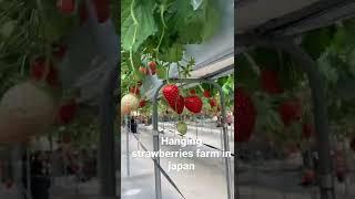 Hanging strawberries farm in chiba japan