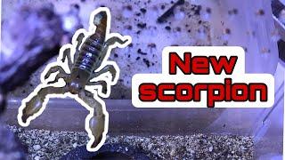 NEW *SCORPION* Enclosure Build! | Egyptian Fat Clawed Scorpion