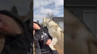 Adorable Dog Cannot Stop Tackling His Dad #dogsofyoutube #dog #funnyanimals