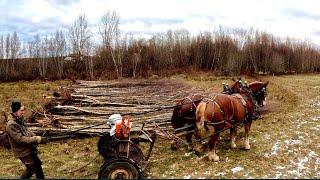 DRAFT HORSES Moving Lots of Small Trees! #714