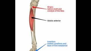 Two Minutes of Anatomy: Tibialis Anterior