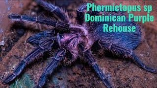 Phormictopus sp Dominican Purple - Enclosure Build & Tarantula Rehouse
