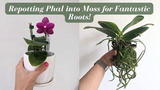 Relax & Repot | Repotting my Novelty Phalaenopsis Orchid into Sphagnum Moss