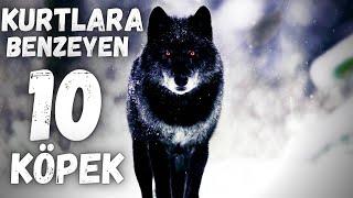 Dünyada KURTLARA BENZEYEN EN BÜYÜK 10 KÖPEK CİNSİ ( SİYAH , ALFA , GRİ BOZ KURT ) #köpek #wolf #kurt