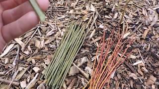 How to plant Willow Cuttings - 2 Types - NEW VIDEO LINK BELOW