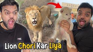 Lion Ka Baccha Chori Kar Liya  | Sher Ko Gussa Aageya  | Adventure In A Jungle 