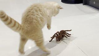 Kitten Vs Giant Spider (Tarantula) RC