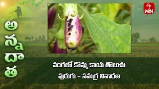 Shoot and fruit borer in brinjal | Etv