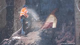 Giant Sequoia Cut Down - June 3rd, 2021