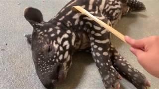 Baby Tapir Scratches