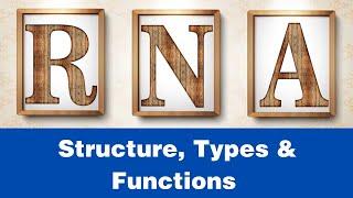 RNA - its structure, types & functions | Structure & functions of mRNA, tRNA, rRNA