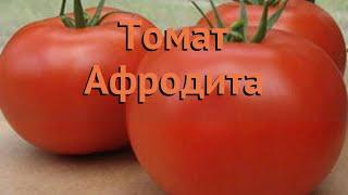 Томат обыкновенный Афродита (afrodita)  томат Афродита обзор: как сажать семена томата Афродита