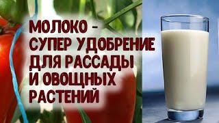 МОЛОКО - СУПЕР УДОБРЕНИЕ. КОГДА И СКОЛЬКО НУЖНО МОЛОКА ДЛЯ ПОДКОРМКИ РАССАДЫ И ОВОЩЕЙ КАК ЧАСТО ПОЛИ