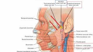 Parotid gland relations