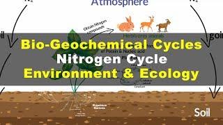 What is Nitrogen Cycle | Environment & Ecology