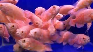 Астронотус тигровый альбинос Astronotus Ocellatus Albino Tiger Oscar продажа оптом