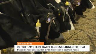 Mysterious Dairy Illness Tied to HPAI | Currently Hitting Feed & Milk Production in Sothern Plains