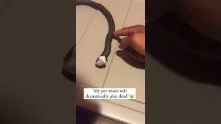 Danger noodle plays dead whenever touched  #shorts #funny #snake