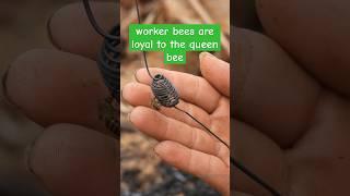 the whole swarm of bees surrounds the queen bee | Tropical Forest Bees