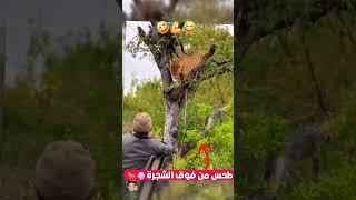 شاهد  كيف طحص وفرش خرزته في الارض #shorts