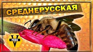 СРЕДНЕРУССКАЯ ПЧЕЛА. Какая она и стоит ли заводить новичку пчеловоду. Рубрика: Какую пчелу выбрать?