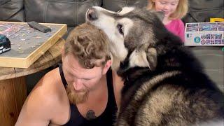 Malamute Rubs Scent on His Brother
