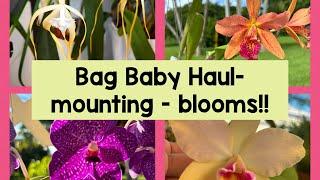 Bag Baby Haul - mounting orchids - beautiful blooms!!