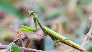 Modliszka zwyczajna, czyli skuteczny łowca | Mantis religiosa #insects #owady