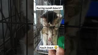 MUDAHNYA MENGAWINKAN KUCING #kucing #cat #kucingkawin #pacak #short #shorts