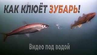 Как клюёт зубарь! Подводное видео на севере Сахалина, на заливе Помрь возле "Треноги". 10.01.2023