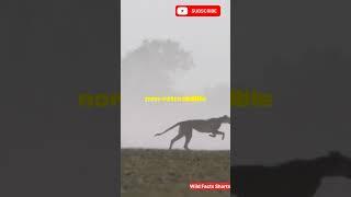 Cheetah Speed: The Fastest Land Animal on Earth!#shorts #facts #insects #animals