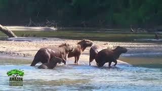 The World's Largest Rodent