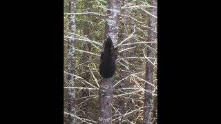 Как Быстро Медведь Может Залезть на Дерево?