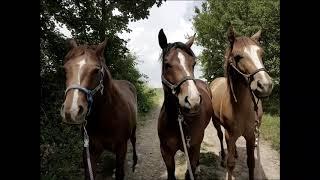 Young horses /Engi Dobesova