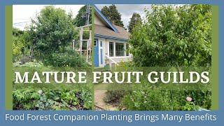 A Look at One of My Mature Food Forest Guilds: Companion Planting Conserves Water