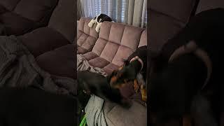 Doberman's Magnum and Assol #doberman #funny #puppy #pets