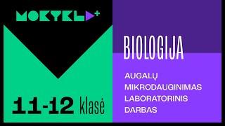 Mokykla+ | Biologija | 11-12 klasė | Augalų mikrodauginimosi laboratorinis darbas  || Laisvės TV X