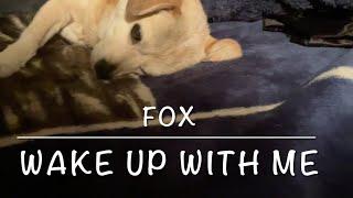Cute Dog FOX Time To Wake Up #cutedogfox2024 #doglover #cutedog #dogsofyoutube #wakeup