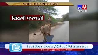 Amreli: Video of car driver teasing lion near Dhari village goes viral- Tv9