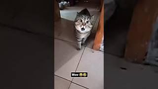 Billi Ne Dara Diya  #lovevines #comedy #viralvideo