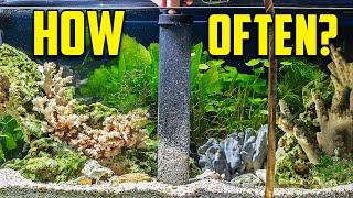 The Water Change Guide For EVERYONE (#1 Key to a Healthy Aquarium)
