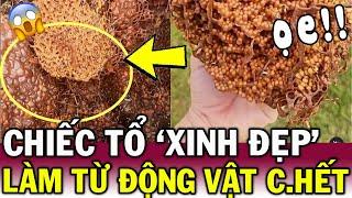 Sốc khi thấy CHIẾC TỔ LẠ, người phụ nữ NGỠ NGÀNG khi biết nó làm từ THỊT THỐI | Tin Việt Độc Lạ