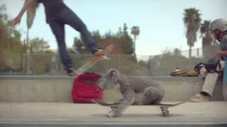 Welcome to Koalafornia at the San Diego Zoo