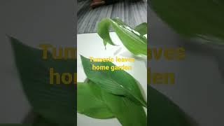 home harvest turmeric leaves in pot |Korean #shorts #youtubeshorts #trend #oasissandhyatouchwoodart