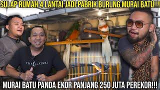 SULAP RUMAH 4 LANTAI JADI PABRIK BURUNG MURAI BATU! MURAI BATU PANDA EKOR PANJANG 250 JUTA PEREKOR!