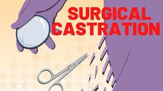 MALE SURGICAL CASTRATION  2